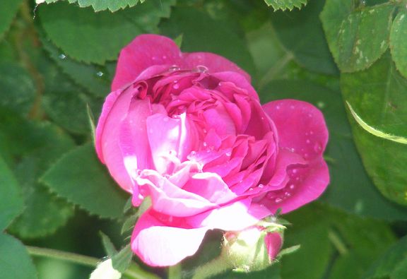 Rose de Rescht photo 2014_06080018_zps37847ce7.jpg